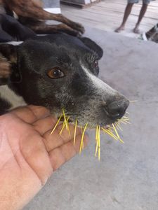 Vaquinha Online - Torne a vida de um bichinho de rua melhor