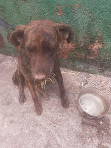 Animais - Torne a vida de um bichinho de rua melhor