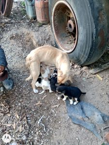 São Paulo/SP - Projeto Cel | Os Animais Precisam de Você