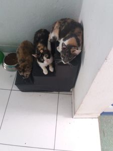 Financiamento Coletivo - Projeto Cel | Os Animais Precisam de Você