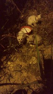 Animais - Projeto Cel | Os Animais Precisam de Você