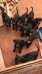 Projeto Cel - Projeto Cel | Os Animais Precisam de Você