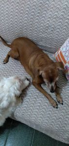 Rio de Janeiro/RJ - Doação pra alimentação dos meus dogs