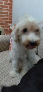 Animais - Doação pra alimentação dos meus dogs