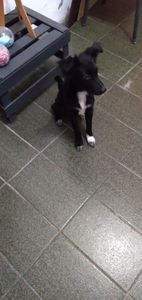 Nino,nina,aruna e miúdo  - Doação pra alimentação dos meus dogs