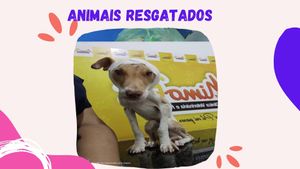 Crowdfunding - #PatinhasUnidas - Sua Ajuda Faz Toda Diferença!