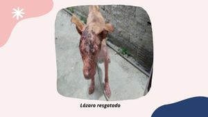 #PatinhasUnidas - Sua Ajuda Faz Toda Diferença - #PatinhasUnidas - Sua Ajuda Faz Toda Diferença!