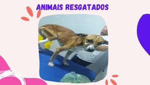 Animais - #PatinhasUnidas - Sua Ajuda Faz Toda Diferença!