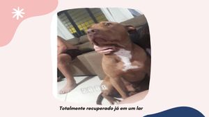 #PatinhasUnidas - Sua Ajuda Faz Toda Diferença! imagem 6