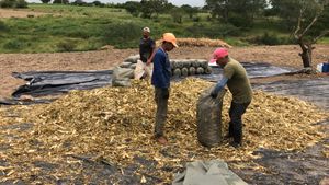 Empreendedorismo e Pequenos Negócios - Cooperativa agrícola  no sertão Alagoano/ Brasil