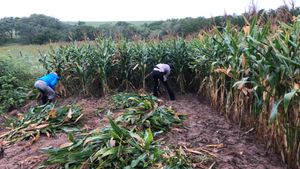 Cooperativa agropecuária sertão de Alagoas - Cooperativa agrícola  no sertão Alagoano/ Brasil