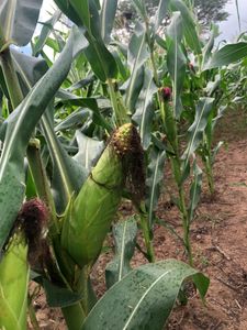 Arapiraca/AL - Cooperativa agrícola  no sertão Alagoano/ Brasil