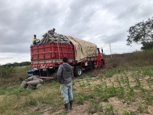 Cooperativa agrícola  no sertão Alagoano/ Brasil imagem 8