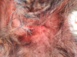 Animais - O Negão precisa de você 