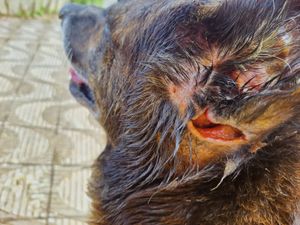 Vaquinha Online - O Negão precisa de você 