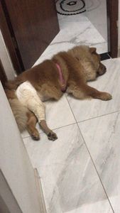 Ajudem a Nita a andar ❤️🙏 imagem 7