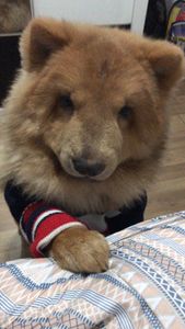 Ajudem a Nita a andar ❤️🙏 imagem 8