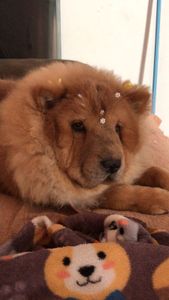 Animais - Ajudem a Nita a andar ❤️🙏