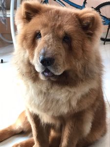 Vaquinha Online - Ajudem a Nita a andar ❤️🙏