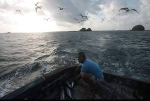 S.O.S Robertinho imagem 8