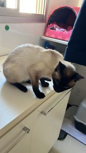 São Caetano do Sul/SP - Ajuda para Sulivam 