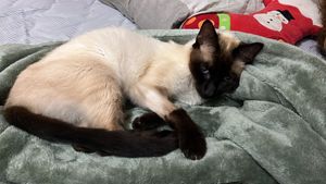 Animais - Ajuda para Sulivam 