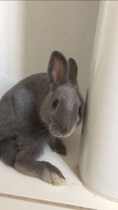 Vaquinha Online - Rebeca perdeu os movimentos nas patas traseiras.