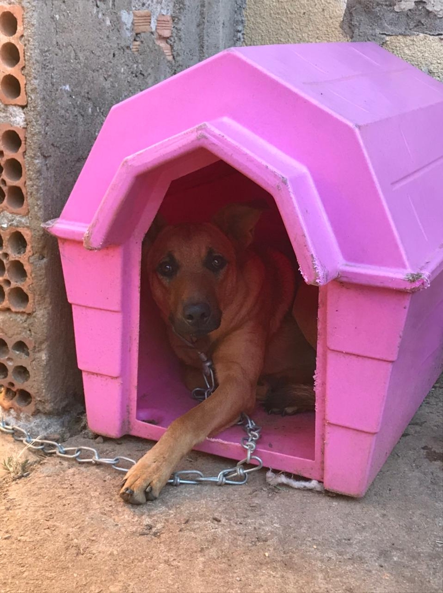 Vaquinha Online - Lar para Cães - Ajude