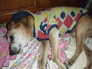 Animais - Ajude o Pink a realizar seu tratamento!