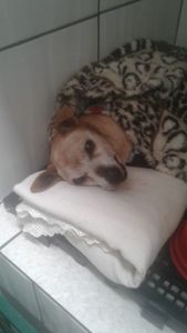 Vaquinha Online - Ajude o Pink a realizar seu tratamento!