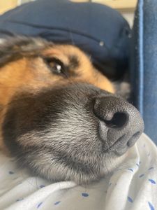 Breno Astur - Ajude o Amendoim.