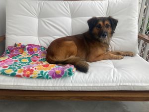 Animais - Ajude o Amendoim.