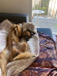 Rio de Janeiro/RJ - Ajude o Amendoim.