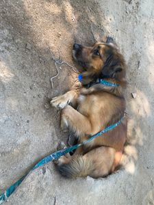 Ajude o Amendoim. imagem 7