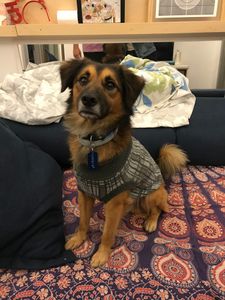 Vaquinha Online - Ajude o Amendoim.