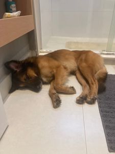 Ajude o Amendoim. imagem 9