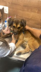 Ajude o Amendoim. imagem 6