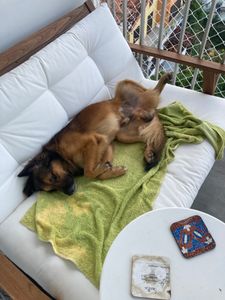 Ajude o Amendoim. imagem 8