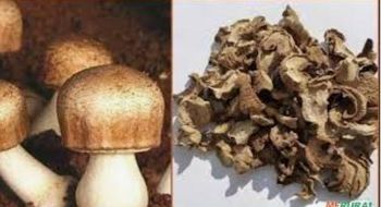 Cogumelo Medicinal Agaricus Blazei
