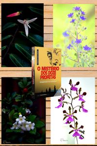 Combo flores nº 2