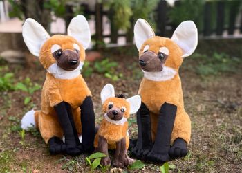 Kit família lobo-guará