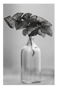 Fotografia, 20 x 25, papel Ecomate